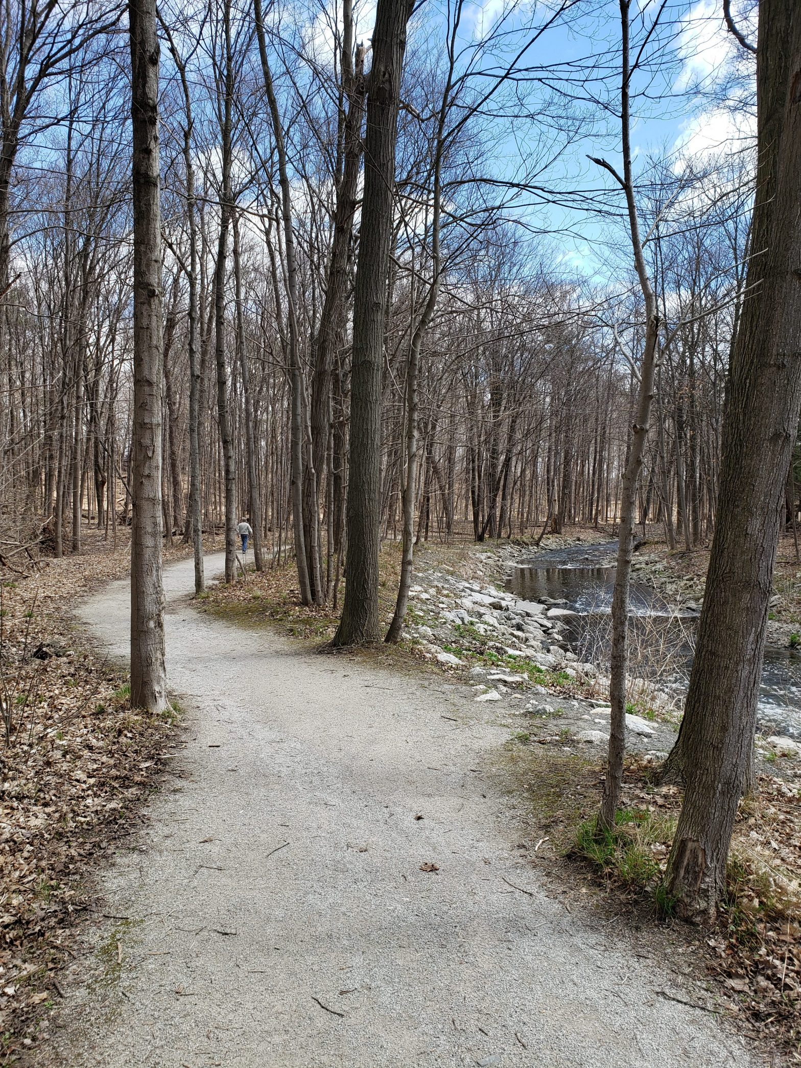 forest walk in Mississauga along a creek