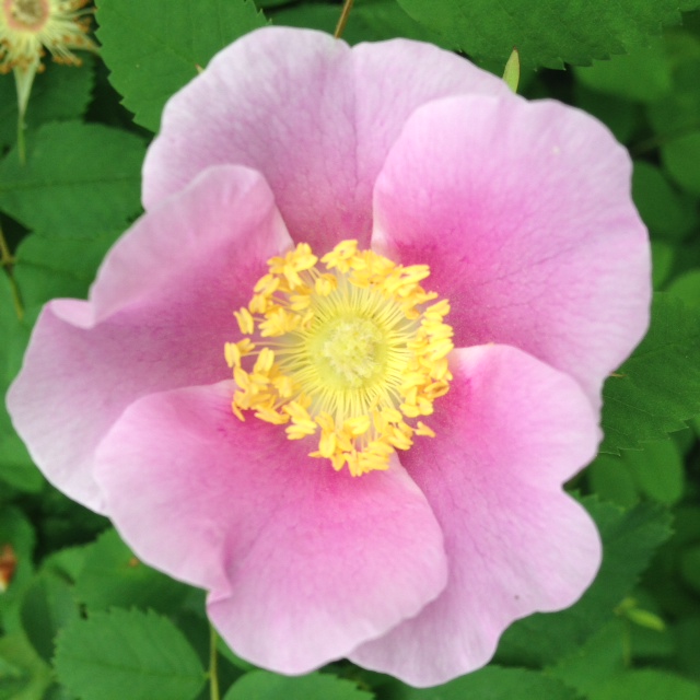 Natural Flower