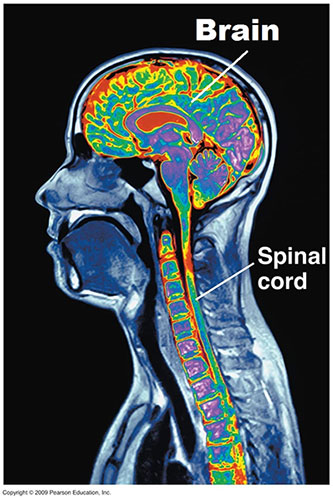 The Brain and Spinal Cord representing the nerve system