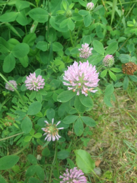 trifolium pratense in Mississauga