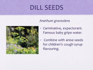Dills Seeds