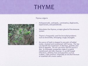 Thyme