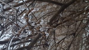 frozen tree ice branch mississauga