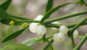 picture of mistletoe, which can be used to support cancer patients