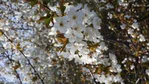 nice spring blooming tree flowers white in Mississauga