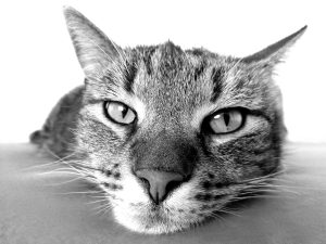 low energy cat eyes