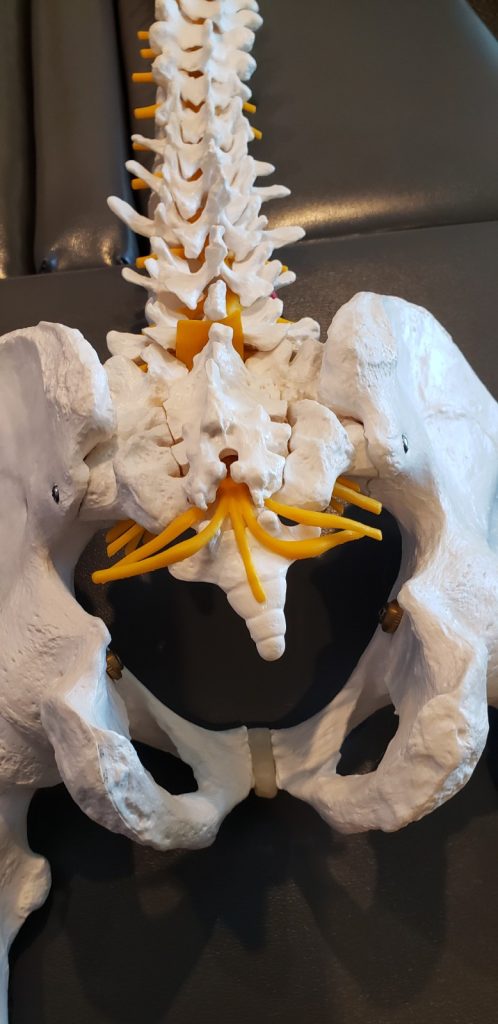 spinal model showing the tailbone or coccyx