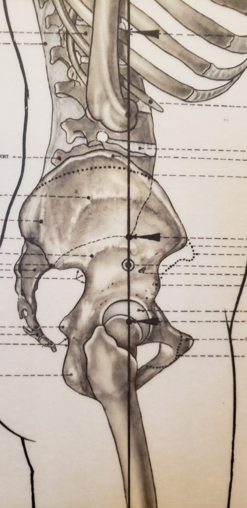 lateral view of the pelvis showing the tailbone / coccyx