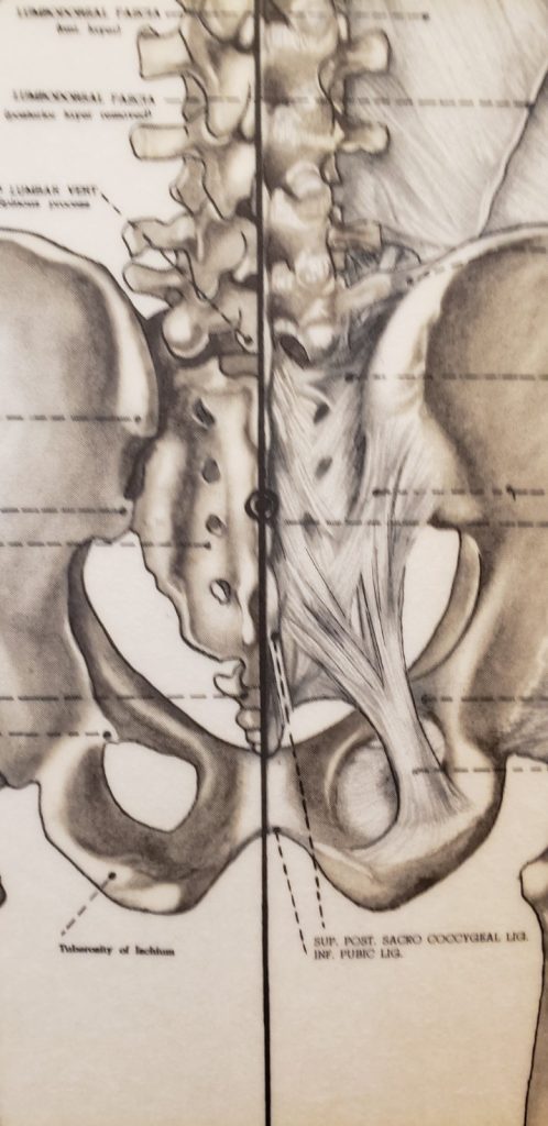 tailbone or coccyx image showing ligaments attaching