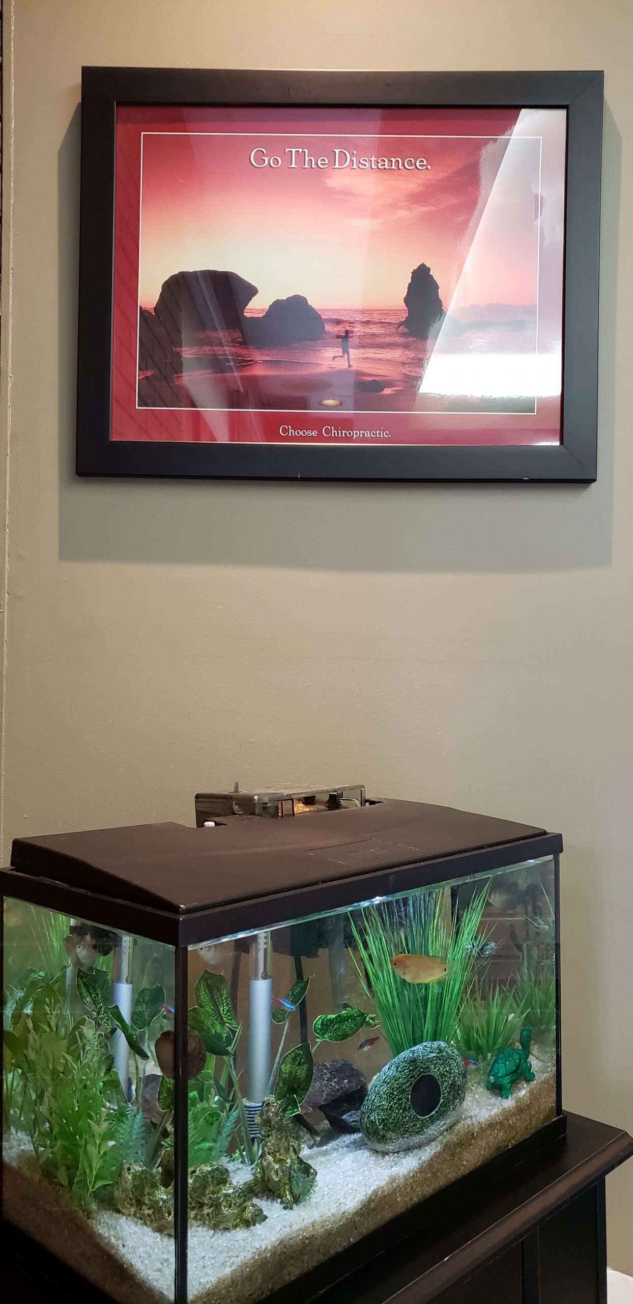 Fish tank in Chiropractic office in Mississauga Erin Mills Optimum Health