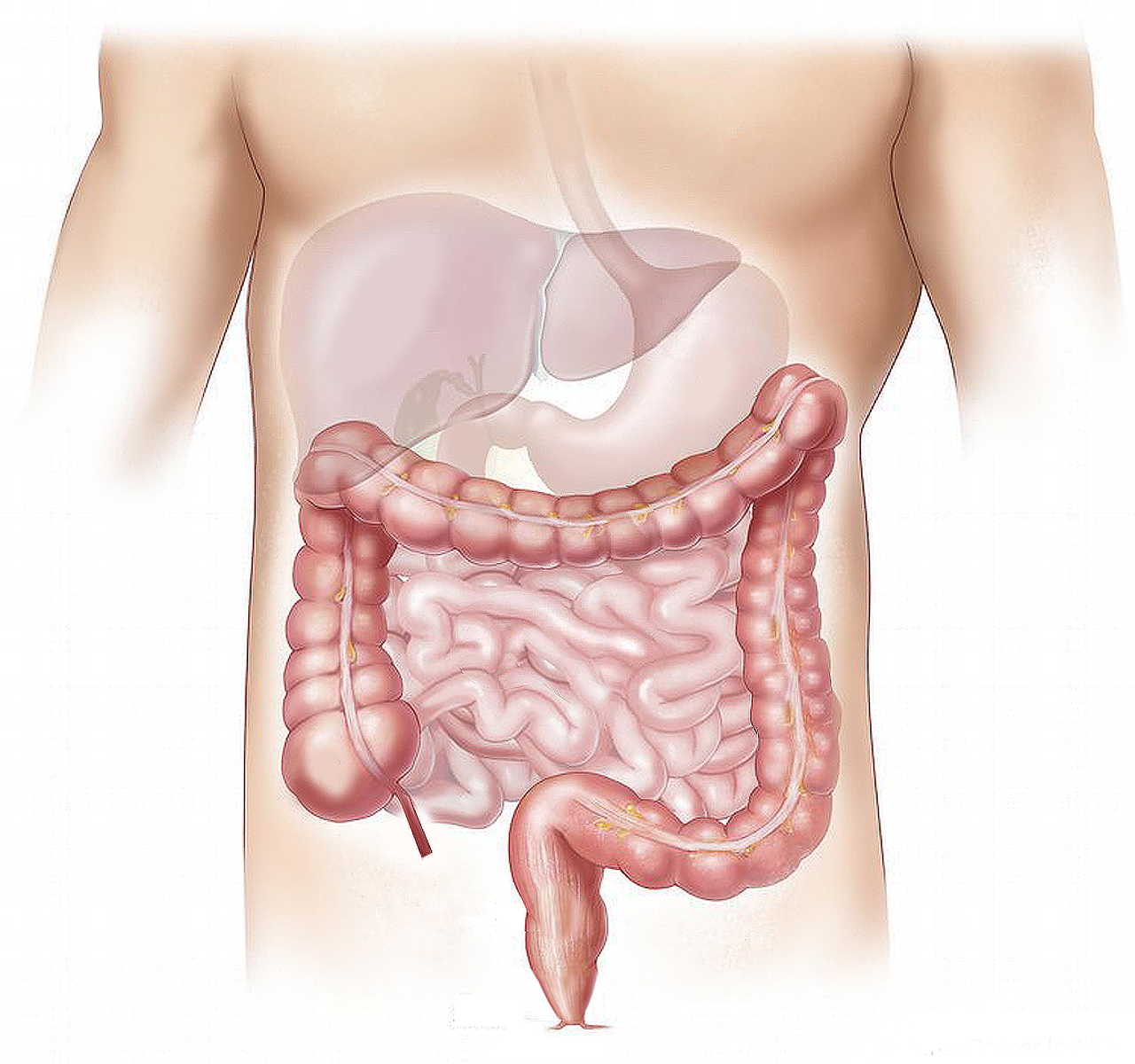 detox liver
